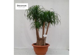 Beaucarnea recurvata vertakt nummer 71