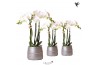 Phalaenopsis multiflora wit Kolibri Orchids 3 tak in Groove pot silver