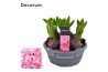 Hyacinthus orientalis pink pearl schaal decorum