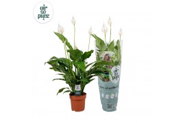 Spathiphyllum sweet chico 5+ bloem - AirSoPure hoes + etiket