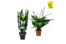 Spathiphyllum sweet benito 7+ bloem - Concorde hoes