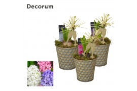 Arrangementen hyacinthus Hyacint Honingraat Zink HL13662NY [NEW YEAR] 