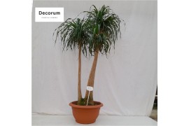 Beaucarnea recurvata vertakt nummer 10