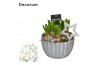 Arrangementen hyacinthus Hyacint Ribbel Schaal HL12192WP [BLACK & WHIT