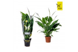 Spathiphyllum sweet chico 5+ bloem - Concorde hoes