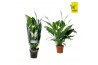 Spathiphyllum sweet chico 5+ bloem - Concorde hoes