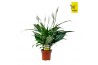 Spathiphyllum sweet benito 5+ bloem - Zonder hoes + etiket