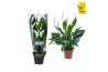 Spathiphyllum Sweet Curiosa 5+ bloem - Concorde hoes