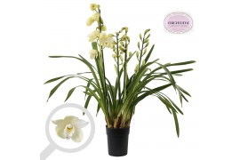 Cymbidium creme 3-4 tak