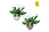 Spathiphyllum pico cupido 10+ bloem - Eileen pot, 2PP