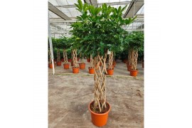 Schefflera arboricola compacta