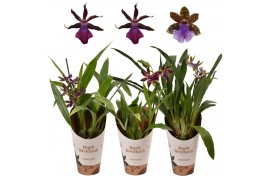 Zygopetalum louisendorf mix 1 tak 5+