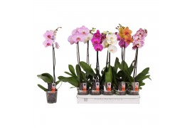 Phalaenopsis mix 1 tak - 6+ bloemen