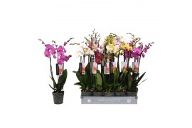 Phalaenopsis mix 3 tak - 18+ bloemen