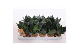 Sansevieria trifasciata hahnii black