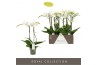 Phalaenopsis wit Maistro Mozart - 2 tak ,18+ bloem - 50cm