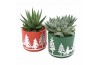 Succulenten mix Succulent in Xmas Forest ceramics 1 pp