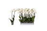 Phalaenopsis white world 2 tak - 16+ bloemen