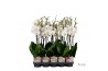 Phalaenopsis wit Promiss- 2 tak - 75/80cm