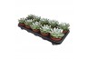 Echeveria miranda natural + snow points