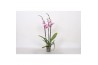 Phalaenopsis anthura washington 3 tak - 22+ bloemen