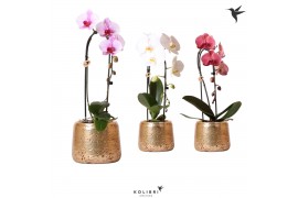 Phalaenopsis elegant cascade Kolibri Orchids Niagara fall mix 1 tak in