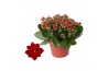 Kalanchoe blossfeldiana rosalina don justino Kalanchoe Rosalina 15cm D