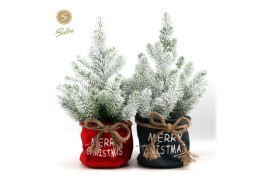 Pinus pinea silver crest P17 in Bag X-mas Duo + Snow