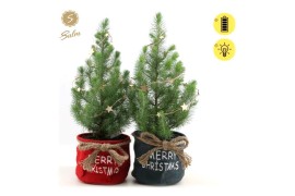 Pinus pinea silver crest P17 in Bag X-mas Duo + Starlight