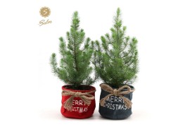 Pinus pinea silver crest P17 in Bag X-mas Duo