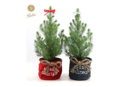 Pinus pinea silver crest P17 in Bag X-mas Duo + Bow