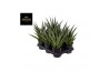 Sansevieria comet queen marble