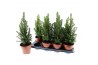 Picea glauca conica