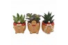 Succulenten mix Succulent in Gingerbread Cookies ceramics 1 pp