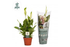 Spathiphyllum chopin 3+ bloem - AirSoPure