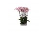 Phalaenopsis spotted world 2 tak - 18+ bloemen