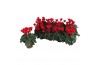 Cyclamen pers. super serie carino carino red