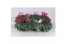 Cyclamen pers. super serie carino mixtray kleinbloemig