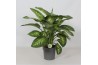 Dieffenbachia seguine reeva