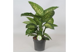 Dieffenbachia seguine reeva