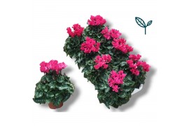 Cyclamen pers. super serie compact roze