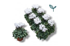 Cyclamen pers. super serie donatello wit