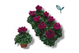 Cyclamen pers. super serie compact paars