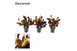 Codiaeum variegatum mammi Croton Mammi kopstek 7 cm (Decorum) 1 pp