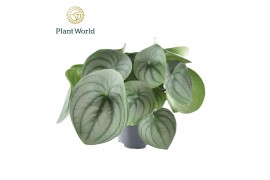 Peperomia Peperomia Watermelon big 1 pp