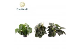 Peperomia mix Peperomia gemengd 1 pp