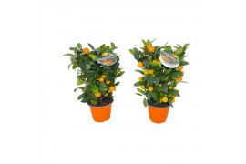 Citrus microcarpa calamondin op rek