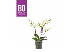 Phalaenopsis multiflora wit BO - Flora White - 2 tak, 20+ bloem