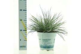 Festuca glauca compacta blue