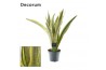 Sansevieria trifasciata aubrytniana lauren decorum